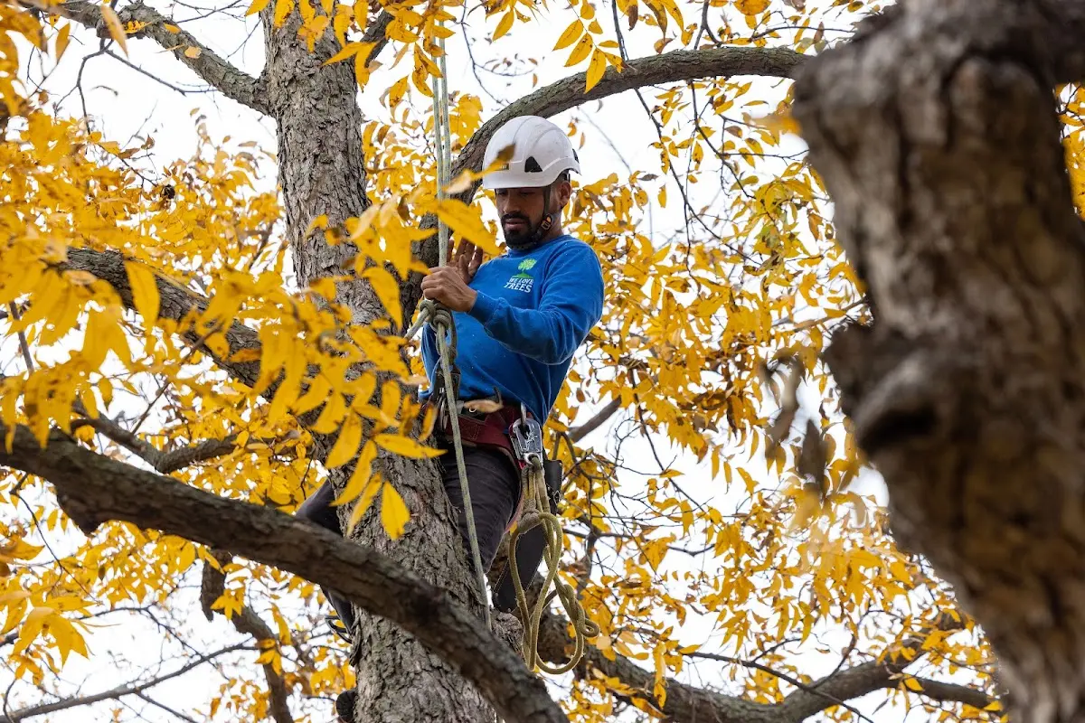 Skilled Tree Transplanting crew working in Hildreth